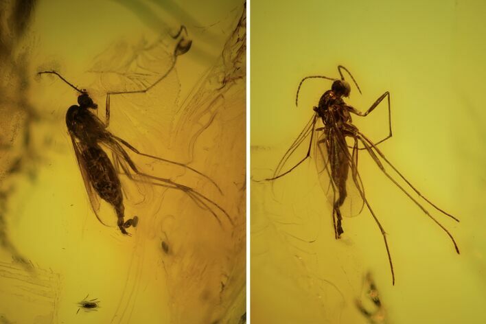 Two Fossil Flies (Diptera) In Baltic Amber #90794
